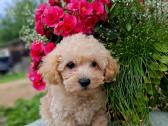 Maltipoo - nuotraukos Nr. 5