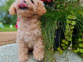 Maltipoo - nuotraukos Nr. 6