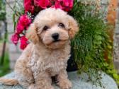 Maltipoo - nuotraukos Nr. 7