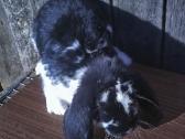 Prancūzų avinai - nuotraukos Nr. 6