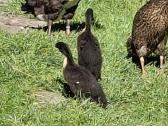 Antis bėgikės