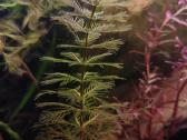 Akvariuminiai augalai
