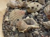 Rankų darbo gėlių vazonas, aplipdytas kriauklėmis - nuotraukos Nr. 16