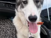 Vakaru sibiro laika