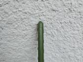 Atramos augalams 90 cm, 20 vnt - nuotraukos Nr. 7