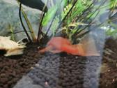 Akvariumo zuvys - ancitrusai
