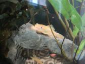 Akvariumo zuvys - ancitrusai - nuotraukos Nr. 3