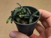Akvariumo augalas Bucephalandra