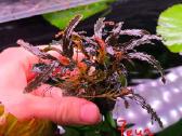 Akvariumo augalas Bucephalandra - nuotraukos Nr. 2