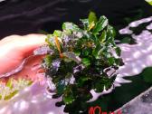 Akvariumo augalas Bucephalandra - nuotraukos Nr. 3