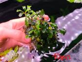 Akvariumo augalas Bucephalandra - nuotraukos Nr. 4