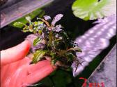 Akvariumo augalas Bucephalandra - nuotraukos Nr. 5