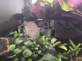 Akvariumo zuvys skaleriai