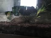 Akvariumo zuvys skaleriai - nuotraukos Nr. 2
