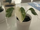Variegatinė monstera