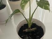 Variegatinė monstera - nuotraukos Nr. 2