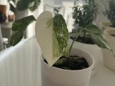Variegatinė monstera - nuotraukos Nr. 3