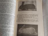 Как разводить кроликов - nuotraukos Nr. 4