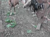Parduodu melžiamą ožką - nuotraukos Nr. 3