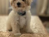 Maltipoo berniukas