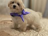 Maltipoo berniukas - nuotraukos Nr. 2