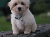 Maltipoo berniukas - nuotraukos Nr. 3