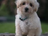 Maltipoo berniukas - nuotraukos Nr. 4