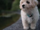 Maltipoo berniukas - nuotraukos Nr. 5