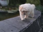 Maltipoo berniukas - nuotraukos Nr. 6