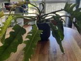 Philodendron ring of fire