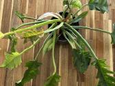 Philodendron ring of fire - nuotraukos Nr. 2
