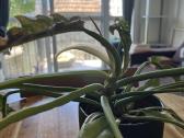 Philodendron ring of fire - nuotraukos Nr. 3
