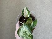 Pothos happy leaf