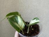 Pothos happy leaf - nuotraukos Nr. 2