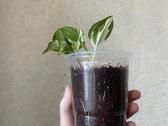 Pothos happy leaf - nuotraukos Nr. 3