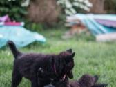 Planuojama Belgų aviganiai Griunendalių vada - nuotraukos Nr. 7