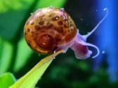Leopard ramshorn / leopardiniai trimitininkai