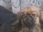 Pekinai - nuotraukos Nr. 3
