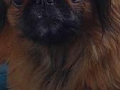 Pekinai - nuotraukos Nr. 4
