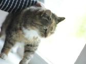 Bailute, benamėlė, galimybė atvežti į kitą miestą - nuotraukos Nr. 4