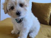 Maltipoo berniukas - nuotraukos Nr. 7