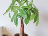 Pachira Aquatica