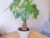 Pachira Aquatica - nuotraukos Nr. 2