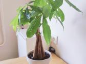 Pachira Aquatica - nuotraukos Nr. 3