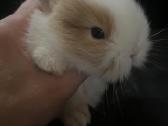 Dekoratyviniai triušiai - nuotraukos Nr. 4