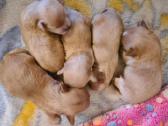 Maltipoo - nuotraukos Nr. 2