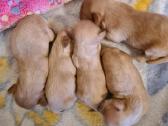 Maltipoo - nuotraukos Nr. 3