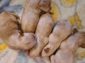Maltipoo - nuotraukos Nr. 4