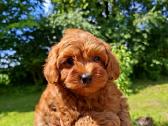 Maltipoo. Patinėliai. Kalytės.