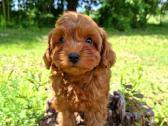 Maltipoo. Patinėliai. Kalytės. - nuotraukos Nr. 2